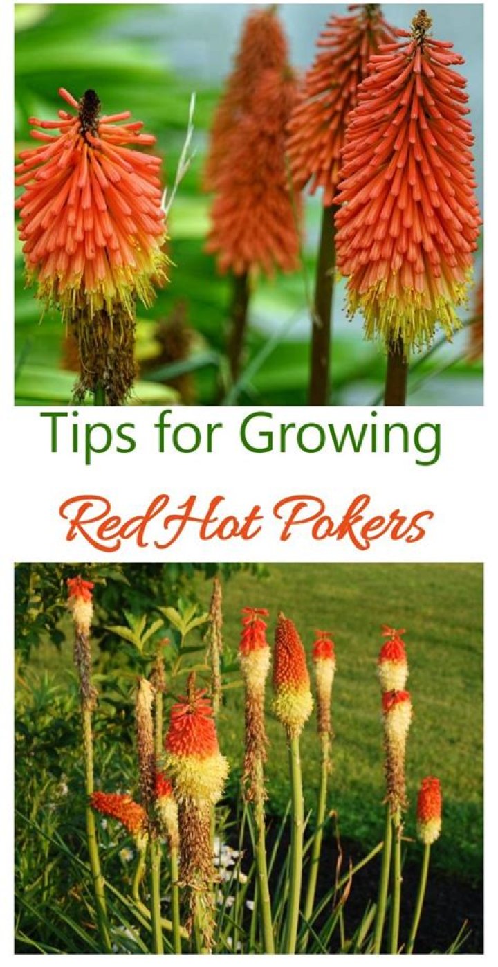 Can you grow red hot pokers from seed?