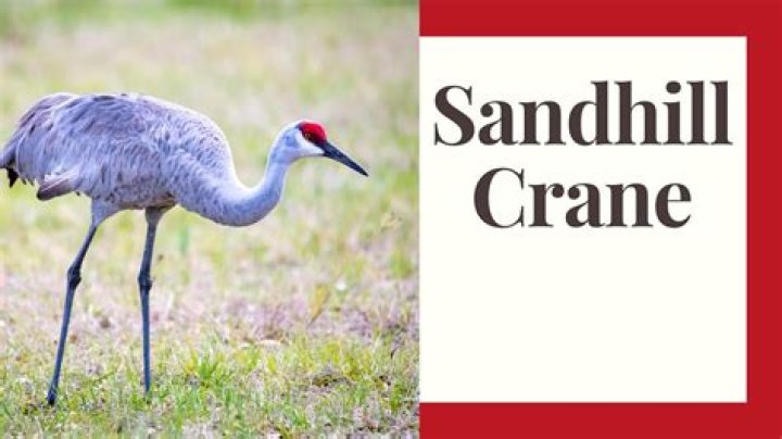 Can you kill sandhill cranes