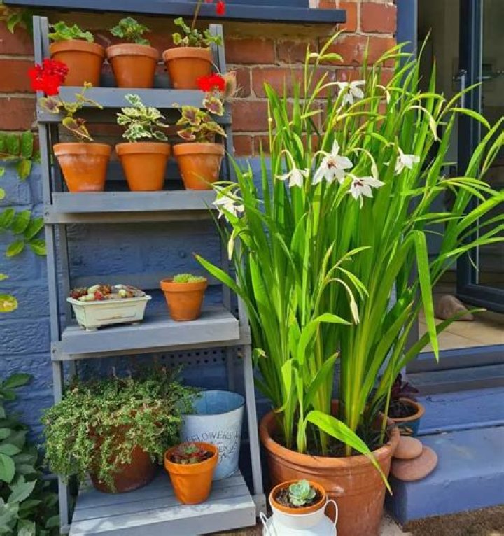 Can you plant acidanthera in pots