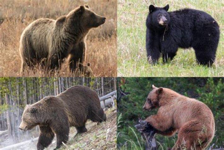 Can you play dead with a grizzly bear?