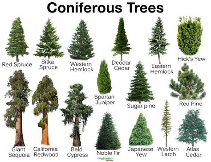 Can you shape conifer trees