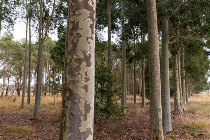 Can you stain spotted gum?