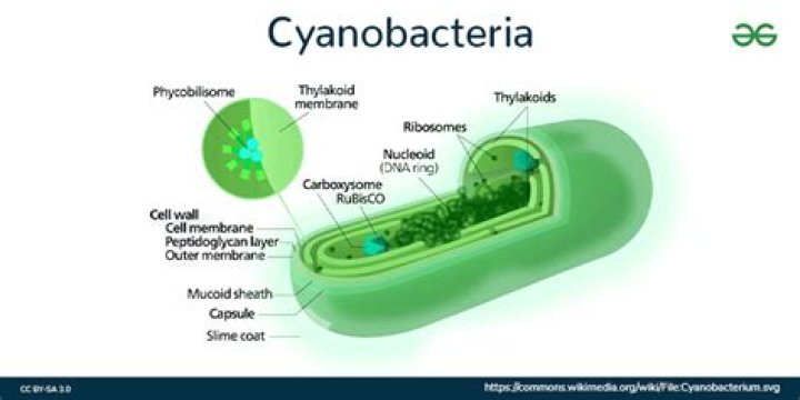Did cyanobacteria add oxygen to the atmosphere?