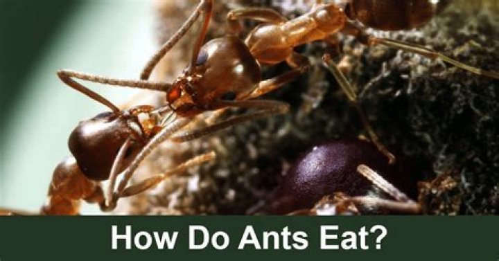 Do ants eat brick mortar