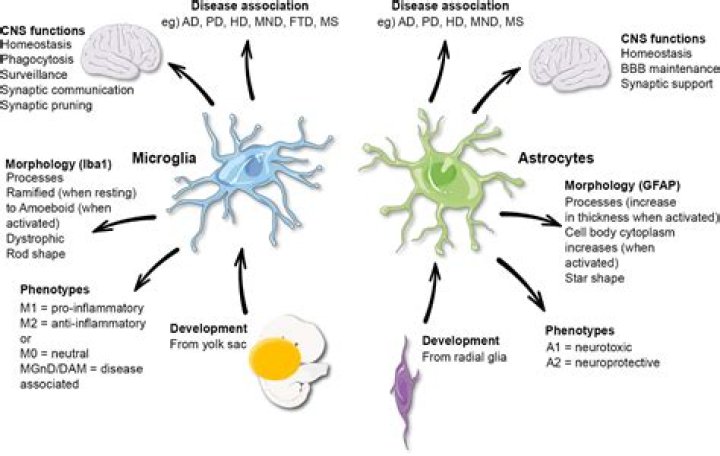 Do astrocytes perform phagocytosis?