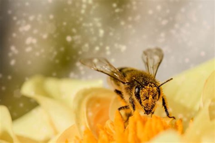 Do bees collect tree pollen