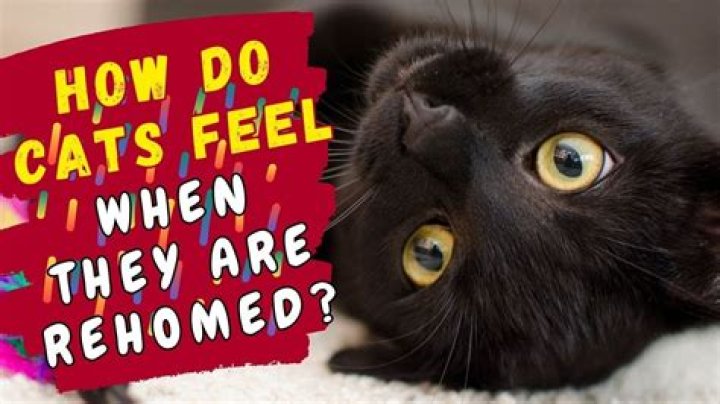 Do cats get sad when they are rehomed?