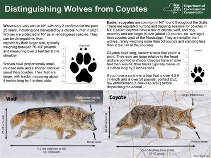 Do coyotes have different howls?