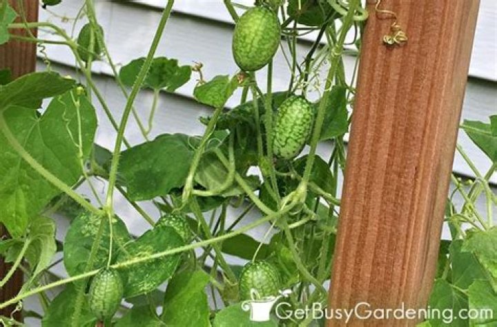 Do Cucamelons grow back every year?