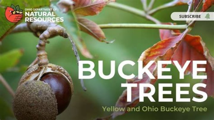 Do deer eat red buckeye