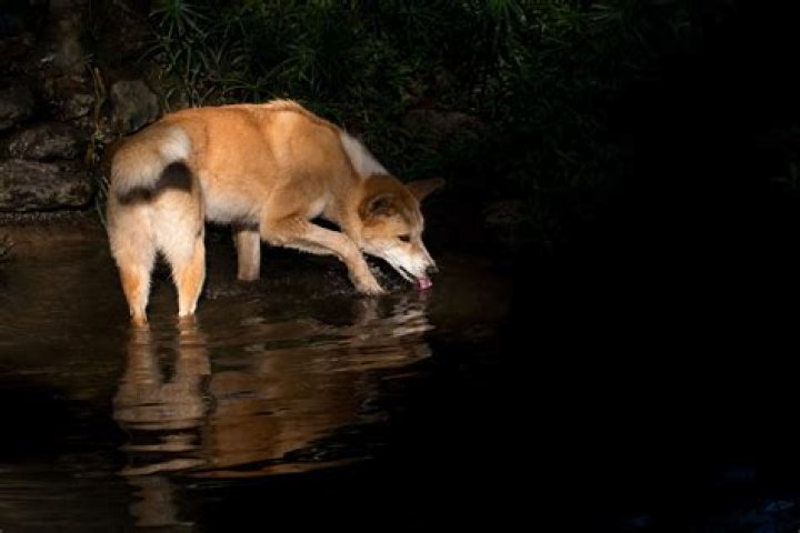 Do dingoes really eat babies?