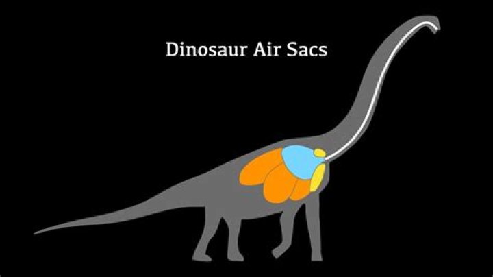 Do dinosaurs have air sacs?