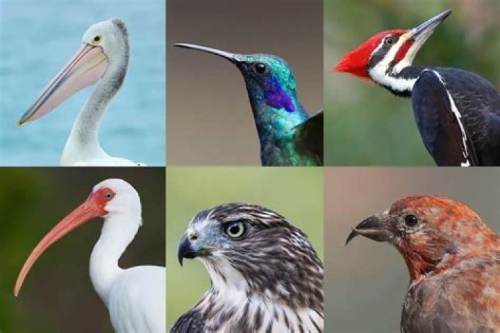 Do ducks have pointed beaks?