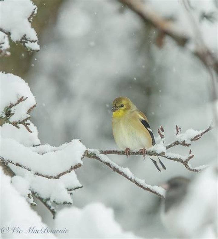 Do goldfinches have winter plumage?
