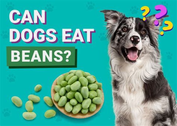 Do green beans need inoculant?