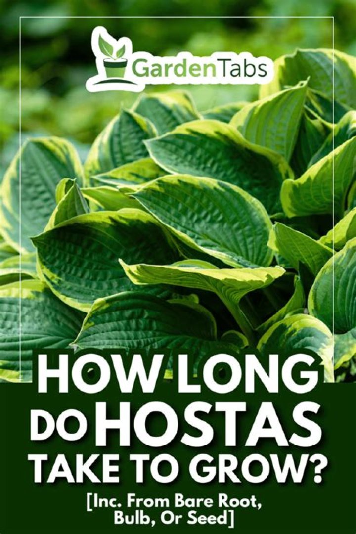 Do hostas grow in North Carolina