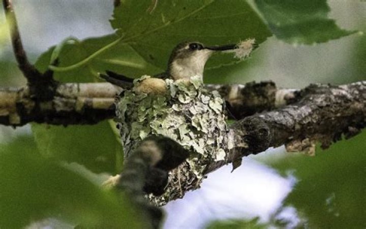 Do hummingbirds come back to the same nest