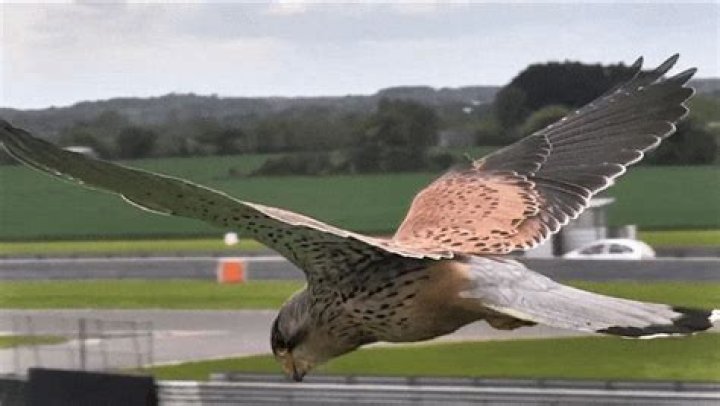 Do kestrels hover in the air?