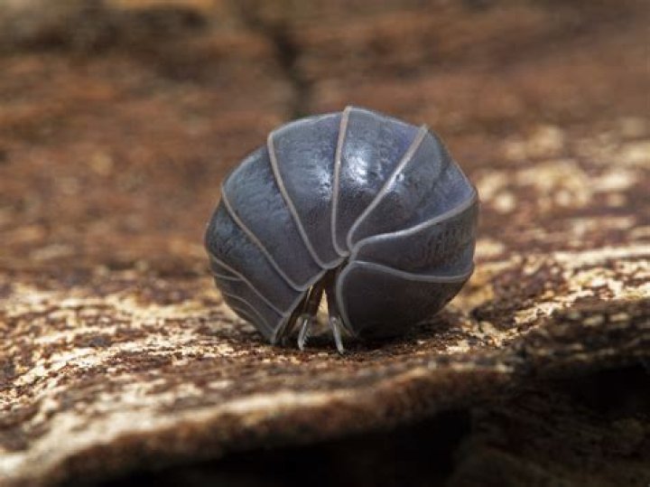 Do pill bugs eat radishes?