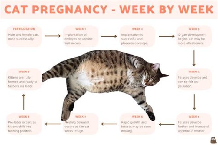 Do pregnant cats act like they are in heat?