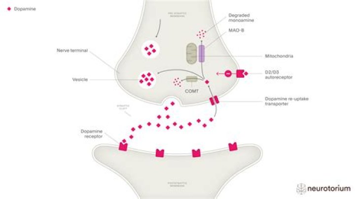 Do SSRIs deplete dopamine?