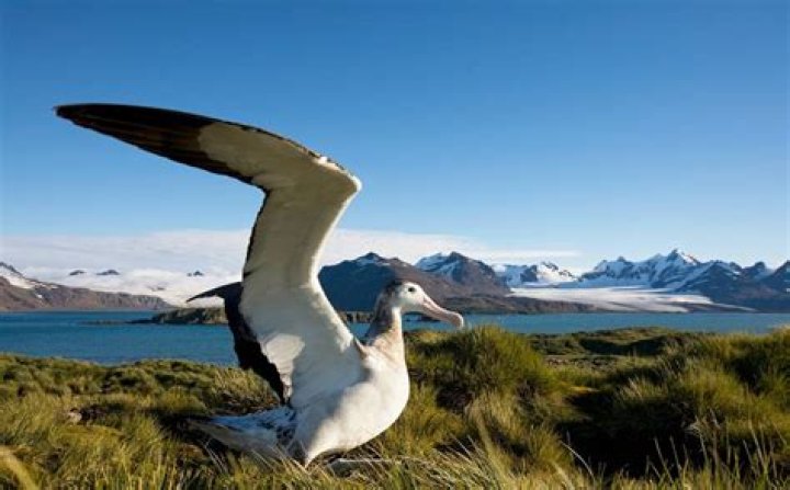 Do Wandering albatrosses live in Antarctica