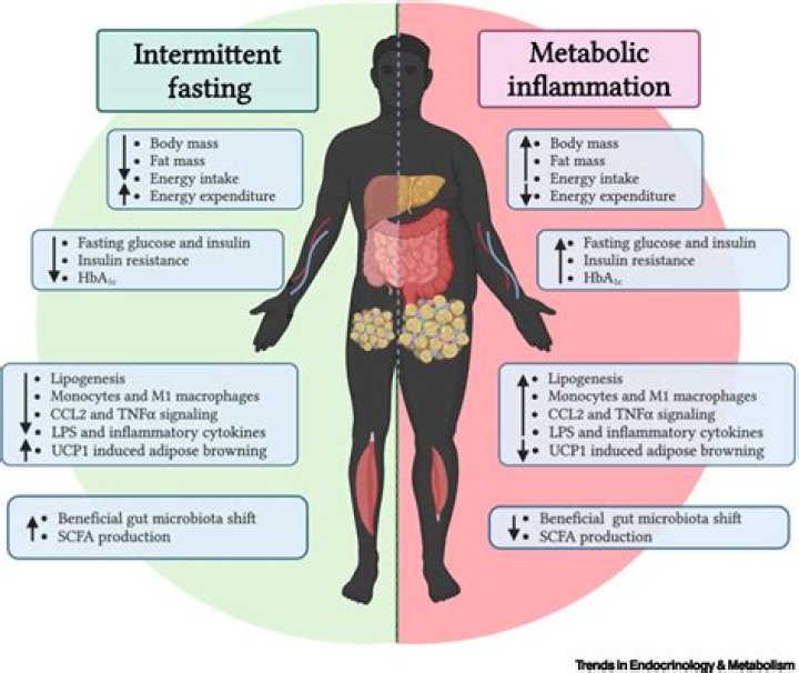 Does alternate day fasting slow metabolism?
