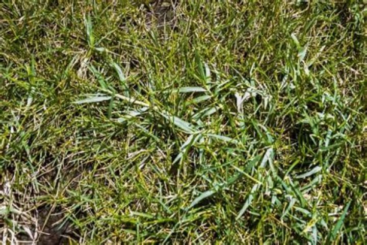 Does Bermuda grass need to be watered in the winter