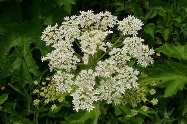Does cow parsnip grow in Ontario?