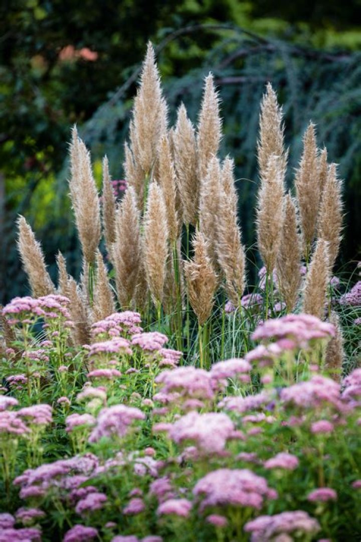 Does dwarf pampas grass come in pink?