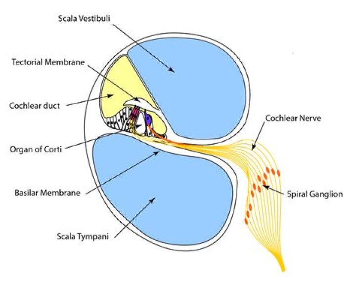 Does the Tectorial membrane vibrate