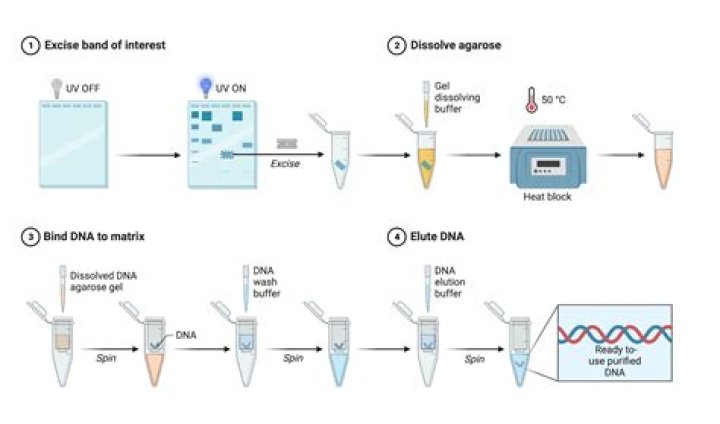 How are DNA results reported?