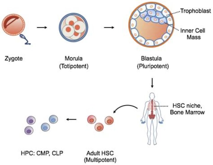 How are induced pluripotent cells generated?