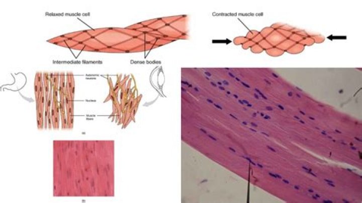 How are smooth muscles arranged in Myofilaments?