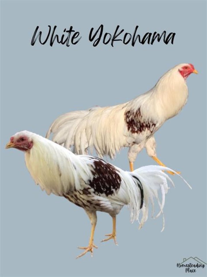 How big do Yokohama chickens get?