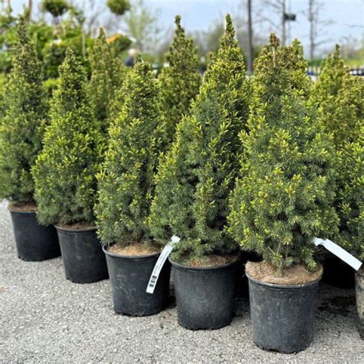 How big does dwarf Alberta spruce get?