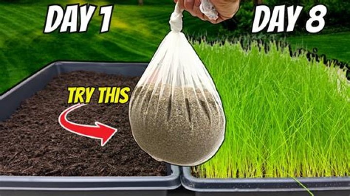 How can I make my grass seed germinate faster