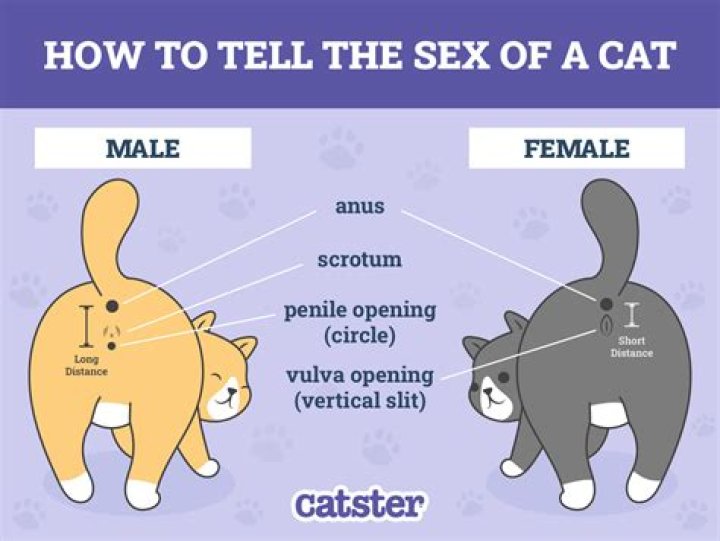 How can you tell the difference between a male and female TUIS?