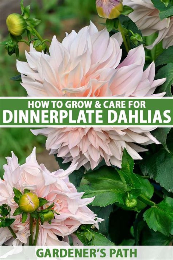 How deep do dahlias need to be planted