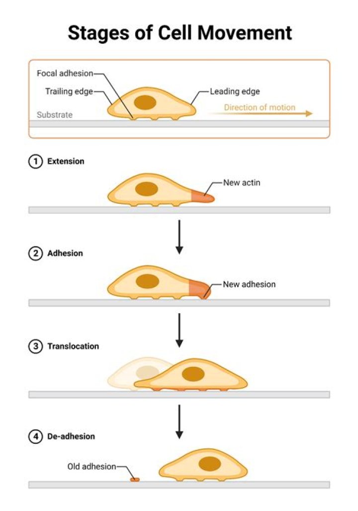 How do cells move? | ContextResponse.com