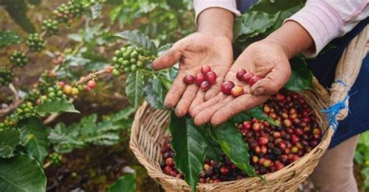 How do coffee plants reproduce