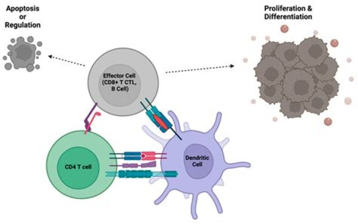 How do cytotoxic T cells become activated
