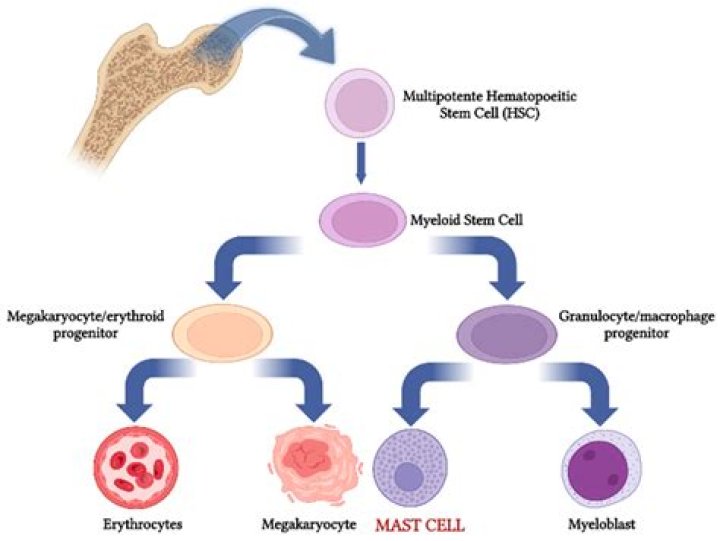 How do eosinophils activate mast cells?