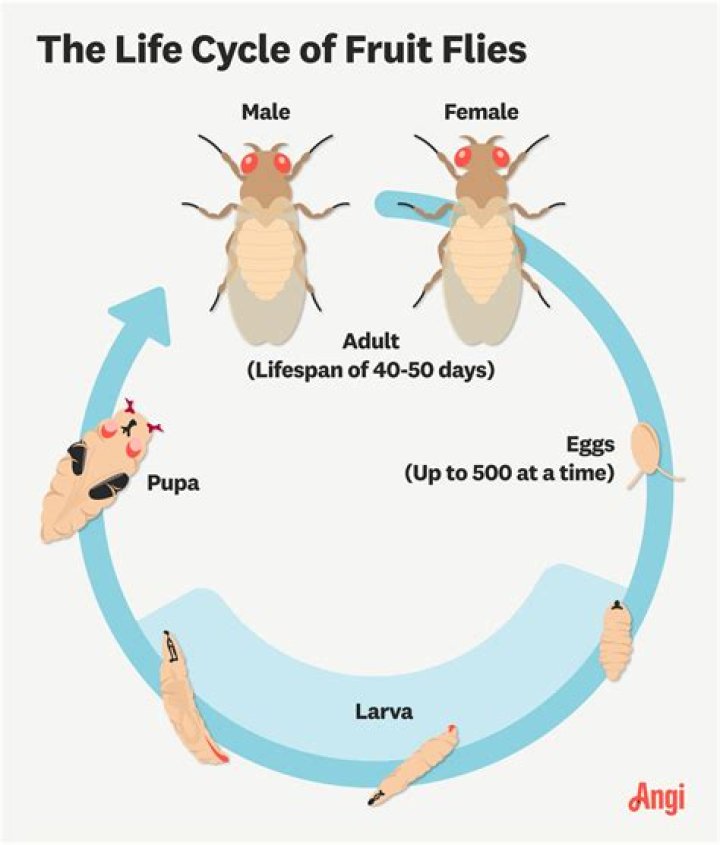 How do fruit flies come out of nowhere?