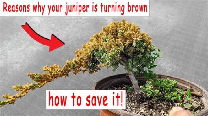 How do I check my juniper VRRP?
