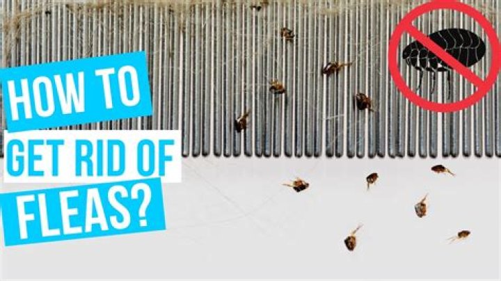 How do I control fleas outside