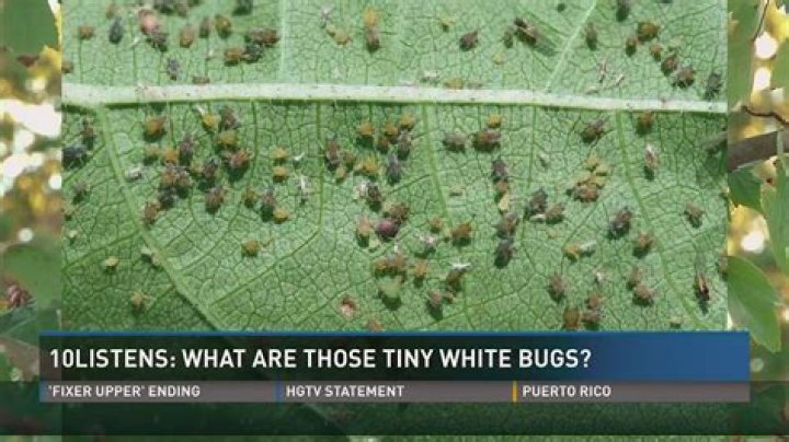 How do I get rid of white bugs on my lemon tree