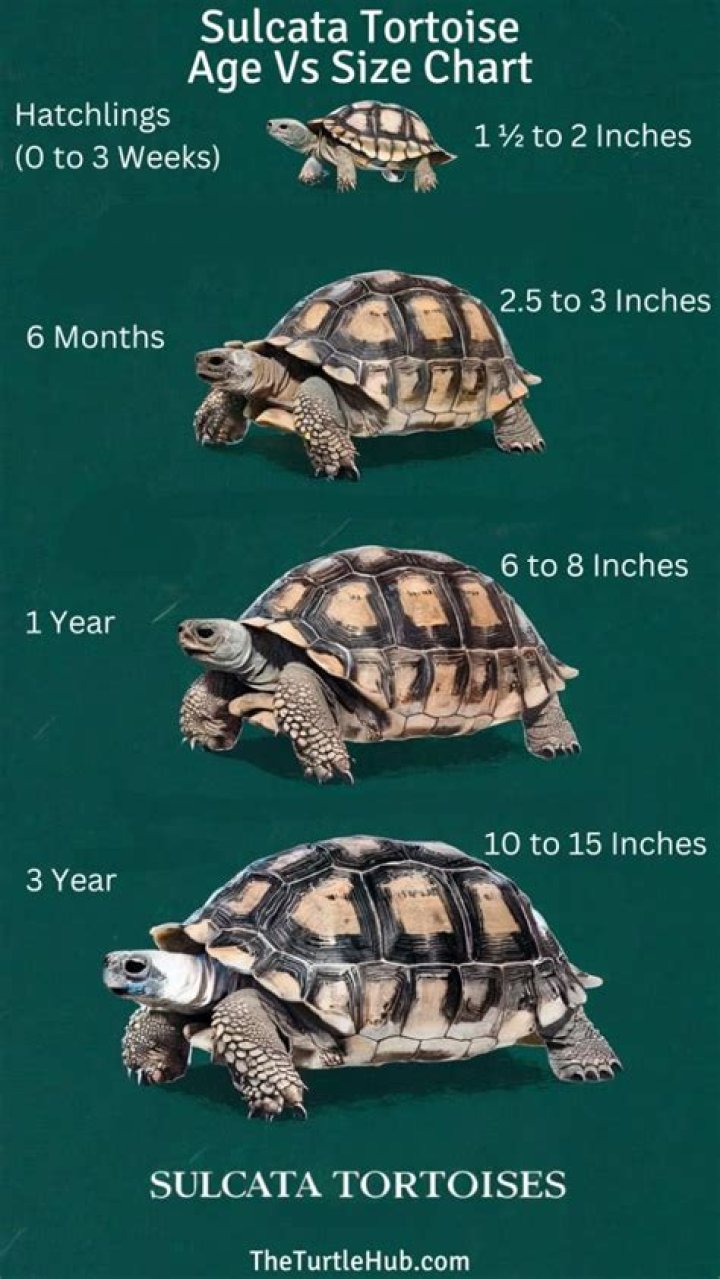 How do I know when my desert tortoise is ready to hibernate?
