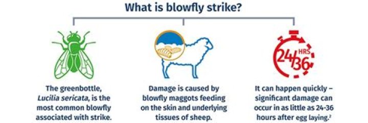 How do I stop fly strike on my sheep?