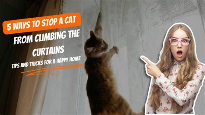 How do I stop my cat from chewing my plants